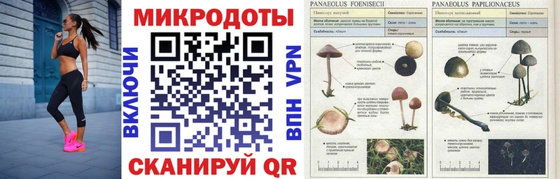 дарнет шоп  Фатеж  Псилоцибиновые грибы GOLDEN TEACHER 